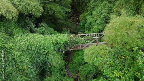 bridge in the woods