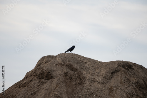 Crow sitting on a gravel, dirt mound with a white sky in the background