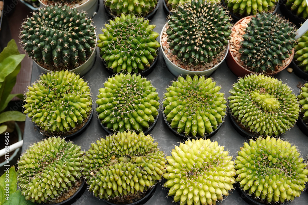Miniature cactus pot decorate in plastic pots for sale in plant shop at outdoor market Miniature cactus pot decorate in plastic pots for sale in plant shop at outdoor market