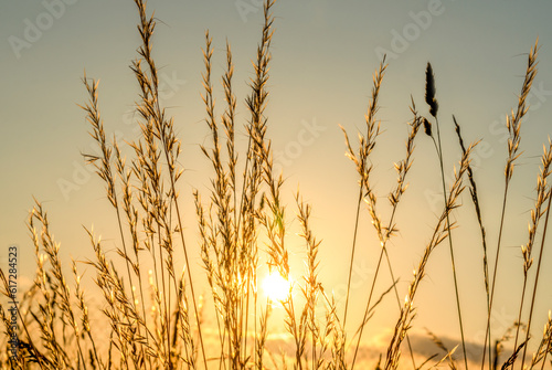 Grass silhouette at sunset. Sunlight breaks through the grass. Natural background. soft focus