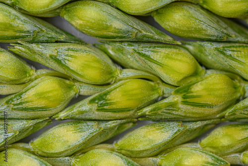 Zielona tapeta, struktura kłosów pszenicy w powiększeniu makro