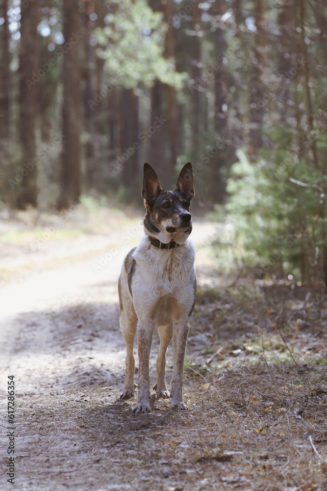 A spotted dog stands on the road in a pine forest. Portrait of a white-brown dog in the spring sunny forest.