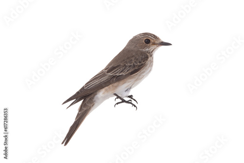 Spotted Flycatcher isolated on white background