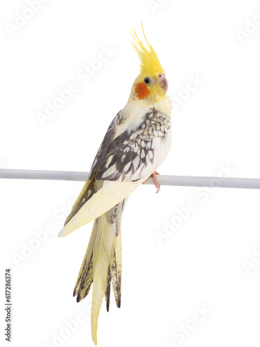 Canvas Print cockatiel (Nymphicus hollandicus) parrot isolated on white background