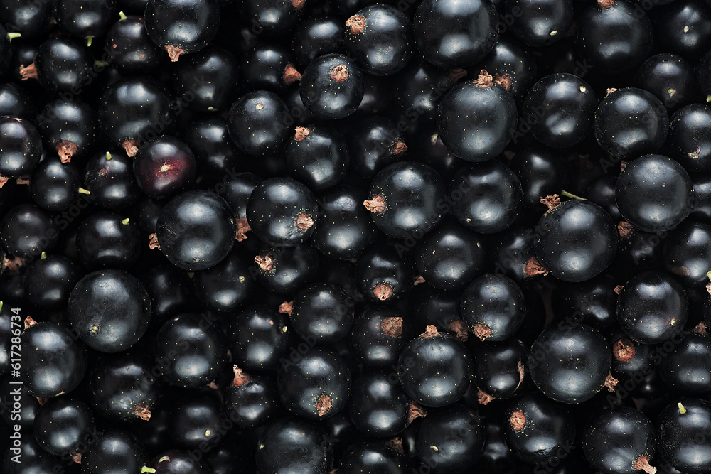 Fresh black currant as background, top view. Black currant texture. Fresh black currant as background, top view. Black currant texture.