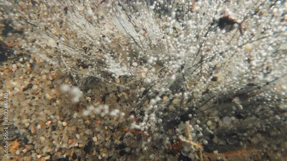 Underwater leafless plant with shoots covered with gas bubbles. Particle of shoot with oxygen breaks off and moves upward. Natural balance in pond Underwater leafless plant with shoots covered with gas bubbles. Particle of shoot with oxygen breaks off and moves upward. Natural balance in pond