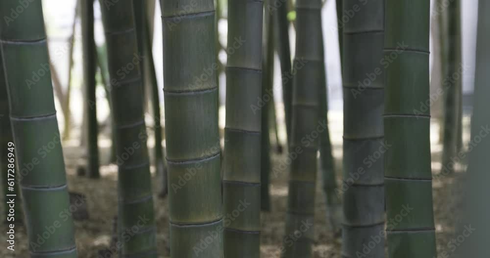 A green bamboo forest in spring sunny day tracking shot A green bamboo forest in spring sunny day tracking shot