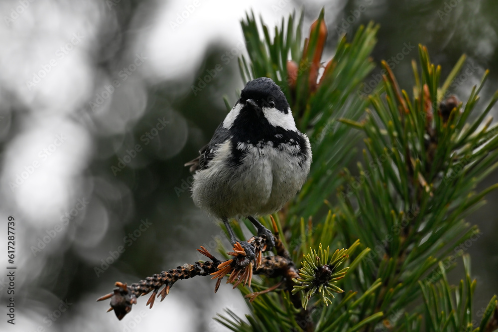 Obraz premium Coal tit // Tannenmeise (Periparus ater) 