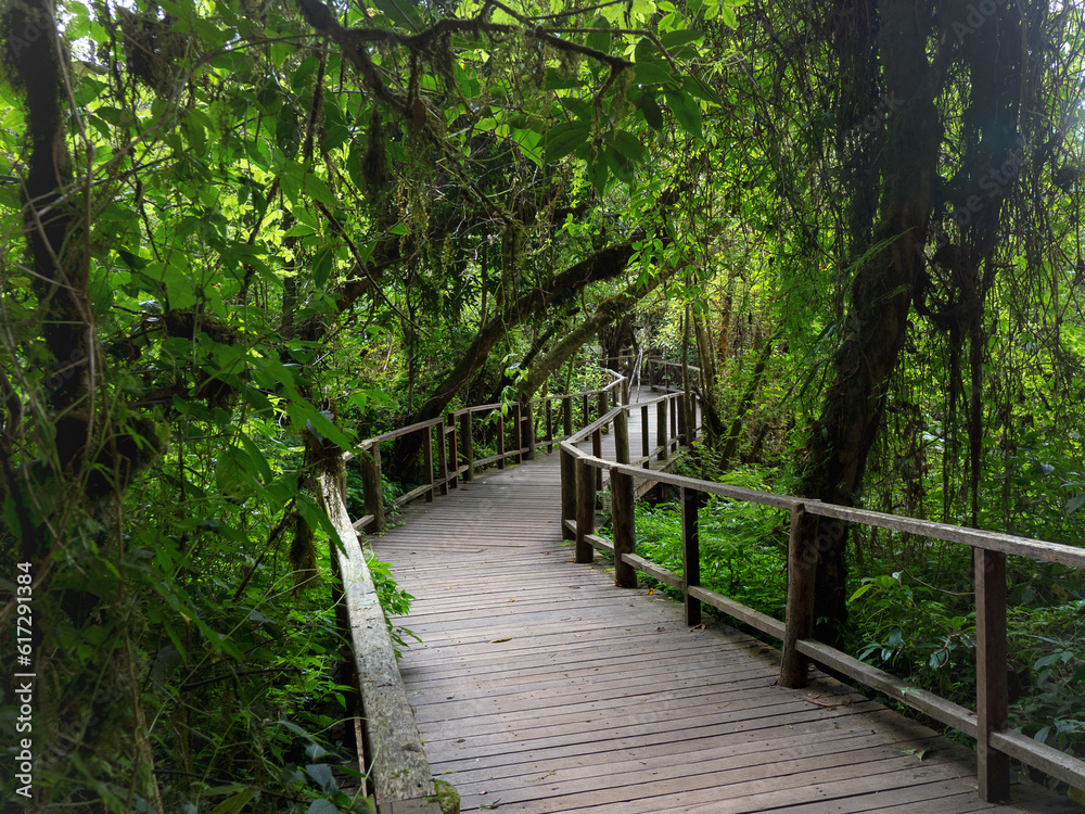 Pathway of a journey jungle in Doi inthanon national park Chiang mai Thailand Pathway of a journey jungle in Doi inthanon national park Chiang mai Thailand