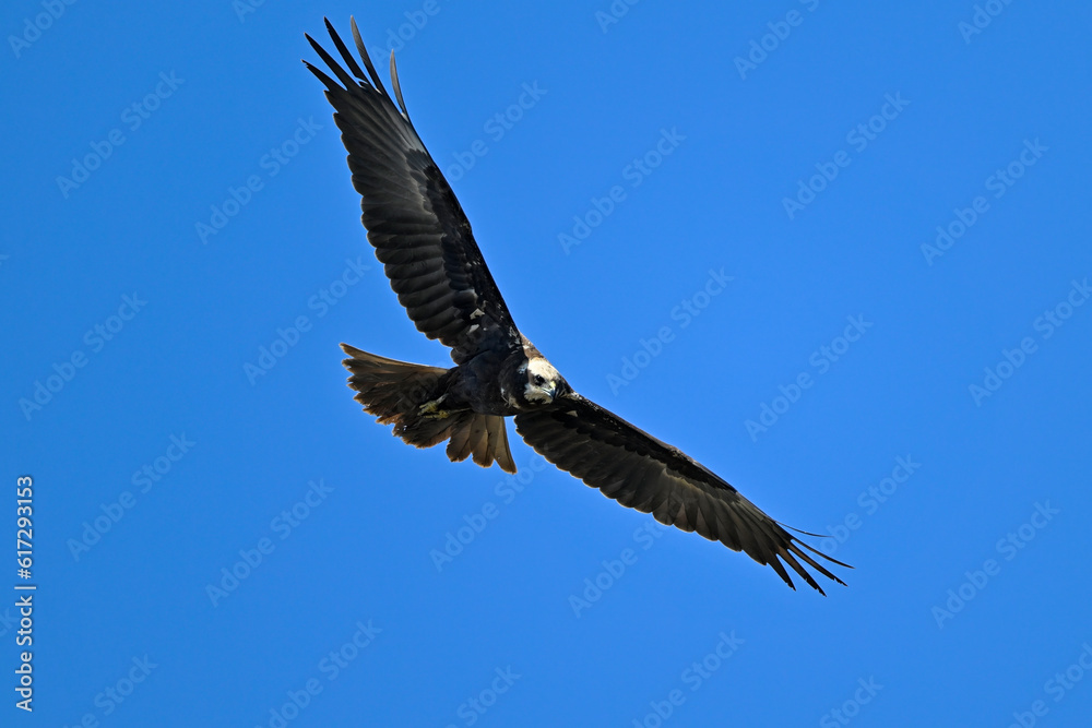 Western marsh harrier // Rohrweihe (Circus aeruginosus) - Greece Western marsh harrier // Rohrweihe (Circus aeruginosus) - Greece