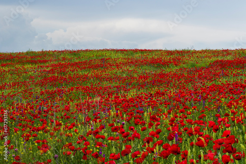 Field of poppy flowers  daylight and outdoor  Georgian nature