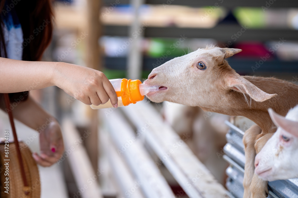 Tourists feeding milk to goats, A little goat drinks milk from a baby
