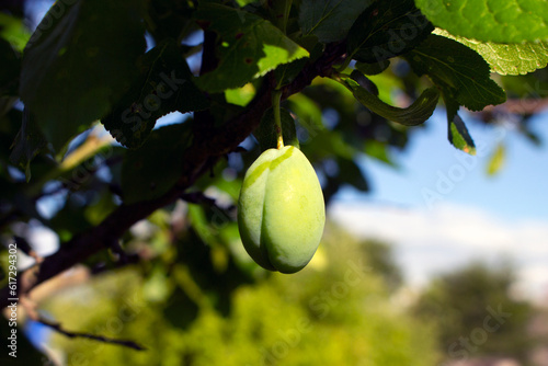 Green unripe plum fruit growing on a tree