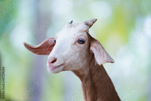 Fototapeta Naklejka Na Ścianę i Meble -  Close-up portrait of the head of a goat looking at the camera. Brown Goat With White Head Looking Up