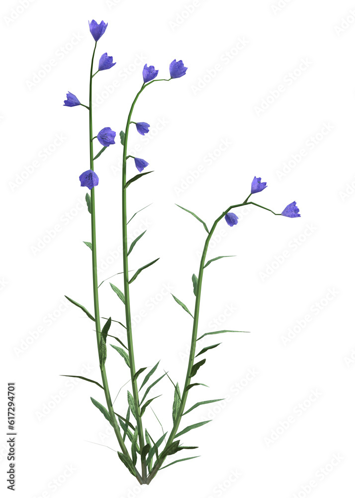 Purple harebell flower, Campanula rotundifolia, isolated