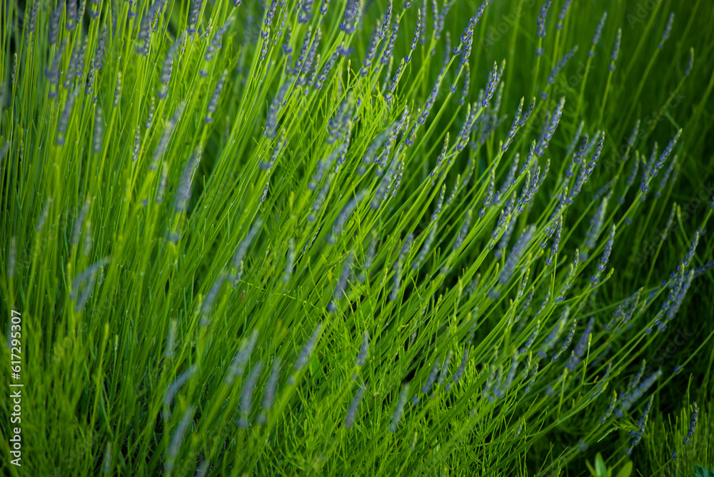 green grass background green grass background