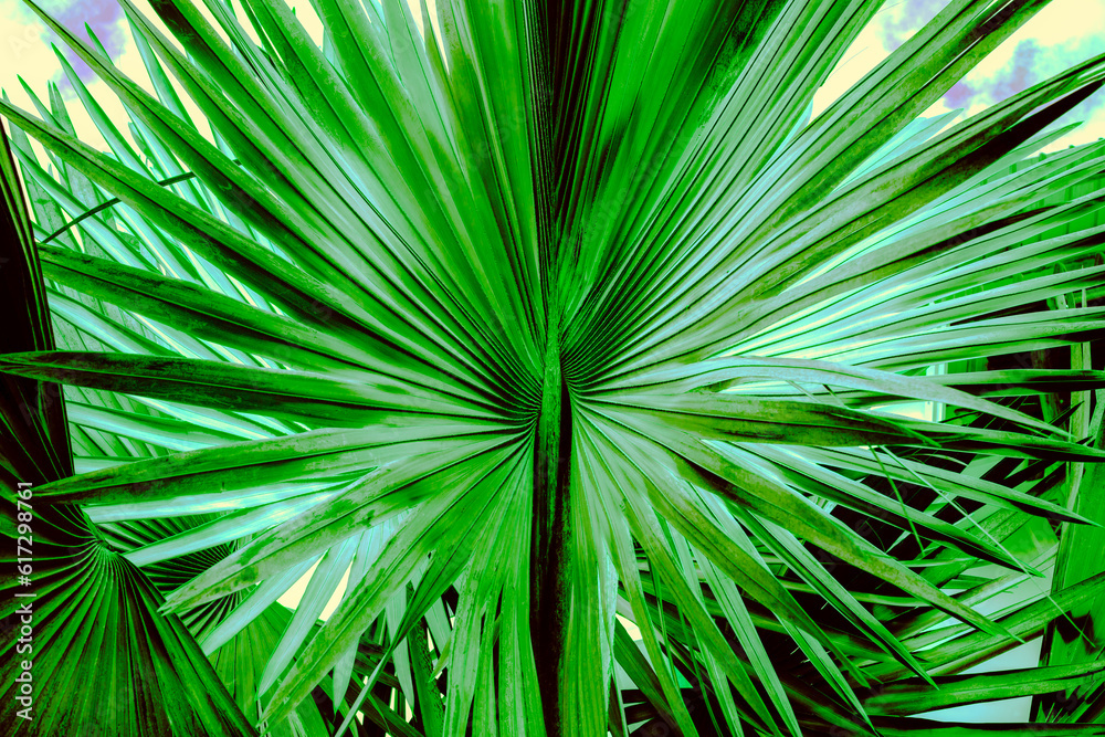 Plante exotique Plante exotique