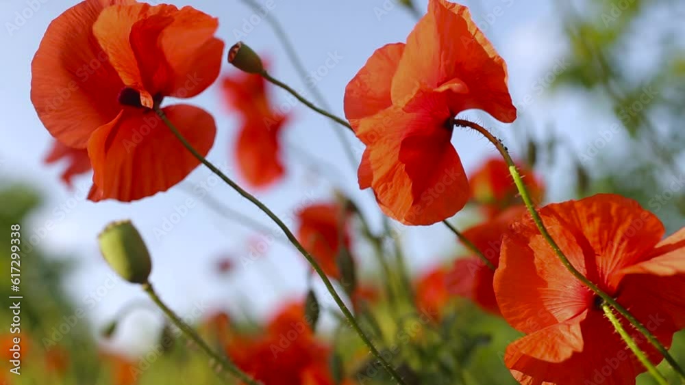 The wind sways a huge red and beautiful poppy flower. Red flower and red petals. Close up footage of poppy flowers. Poppy heads.
The wind sways a huge red and beautiful poppy flower. Red flower and red petals. Close up footage of poppy flowers. Poppy heads.