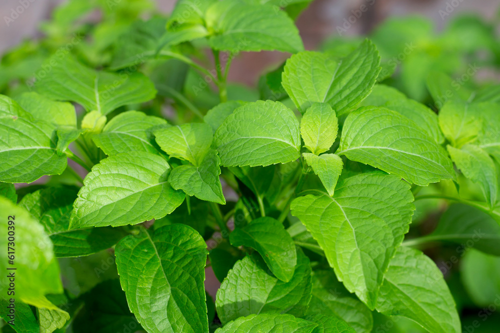 Tree Basil leaves (Ocimum gratissimum) Tree Basil leaves (Ocimum gratissimum)