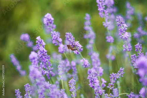 Honey bee pollinates lavender flowers. Plant decay with insects.  sunny lavender. Lavender flowers in field. Close-up macro image wit blurred background.