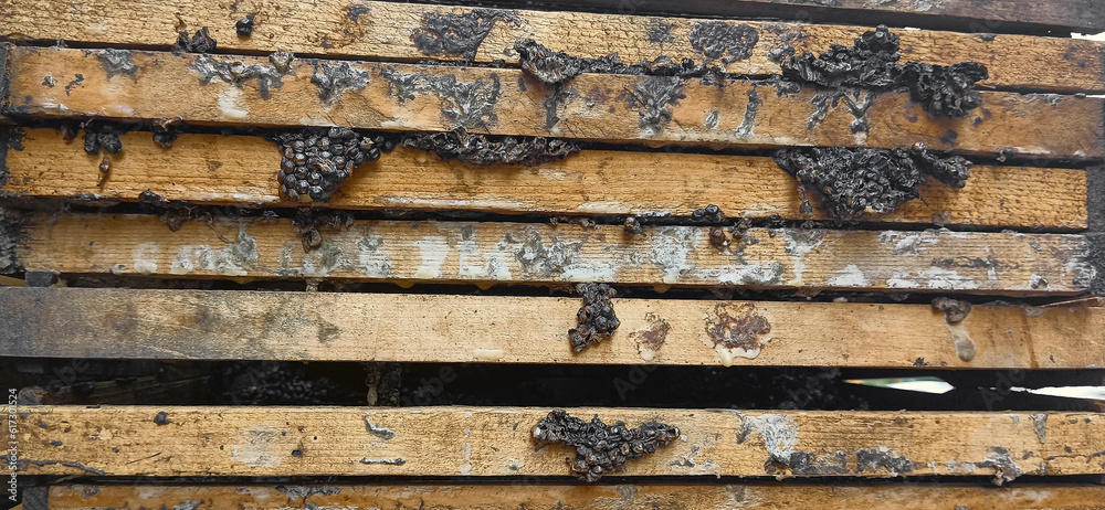 dried honeycomb with honey in wooden frame. wooden framed natural honey and honeycomb.