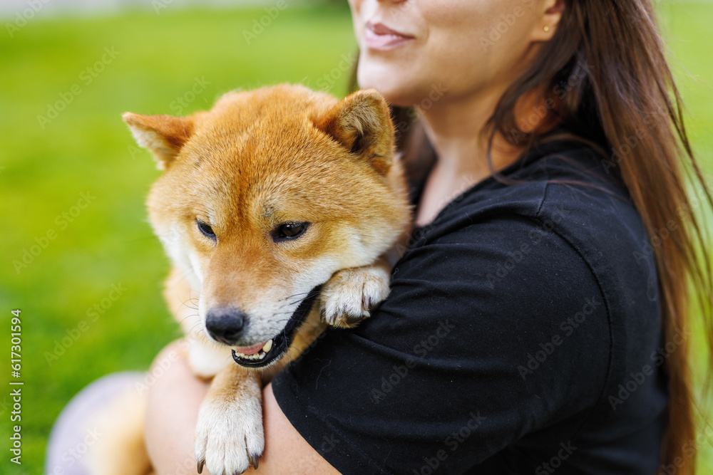 Portrait of adorable, happy dog of the Simba breed in the park on the green grass at sunset. The girl hugs and strokes her beloved pet.