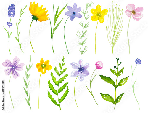 Collection of meadow flowers and herbs, set of watercolor wildflowers