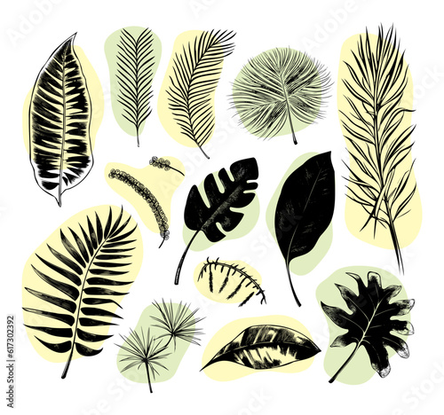 illustration set of tropical plants and leaves  hand drawn style  outline sketch.