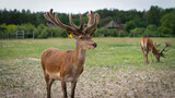 Antlers are the horns of deer during their annual growth, having a tubular non-keratinized structure, filled with blood, covered with thin velvety skin with short, soft hair.