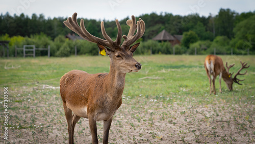 Antlers are the horns of deer during their annual growth  having a tubular non-keratinized structure  filled with blood  covered with thin velvety skin with short  soft hair.