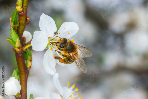 The hoeny bee collects pollen on a white flower of blossoming cherry in the spring, collected a pouch under the foot. Closeup
 photo