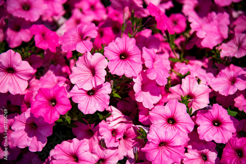 pink flowers in the garden © Tetatet
