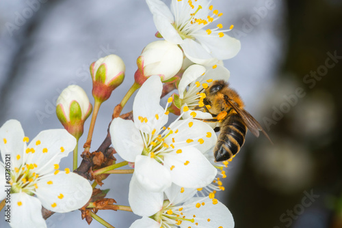 The hoeny bee collects pollen on a white flower of blossoming cherry in the spring, collected a pouch under the foot. Closeup
 photo