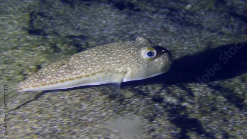 Invasive Mediterranean Sea Yellowspotted Puffer or Studded Pufferfish (Torquigener flavimaculosus) at night. photo