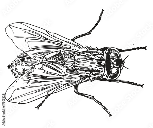 Enter the captivating realm of “Insects” with this unique pack of illustrations, highlighting the insects. Explore their intricate details and remarkable diversity.
