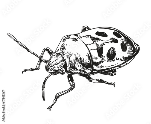 Enter the captivating realm of “Insects” with this unique pack of illustrations, highlighting the insects. Explore their intricate details and remarkable diversity.