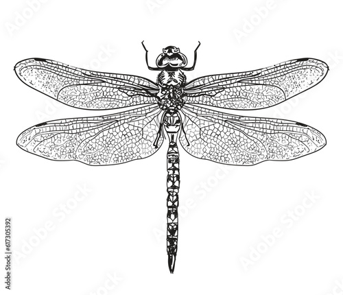 Enter the captivating realm of “Insects” with this unique pack of illustrations, highlighting the insects. Explore their intricate details and remarkable diversity.