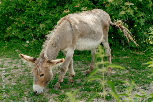 The donkey eats green grass in the summer on a farm plot. Full length photo