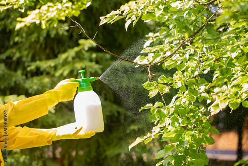 The gardener sprays apple tree in the garden with a spray bottle. Pest control concept. Caring for garden plants.