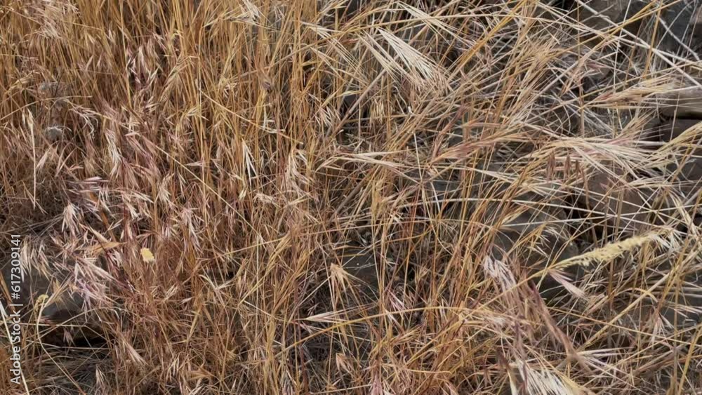 Ominous, well hidden snake slithers through dry golden prairie grass Ominous, well hidden snake slithers through dry golden prairie grass