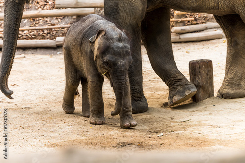 Baby Elephant enjoy life with mother in elephant sanctuary Northern Thailand photo