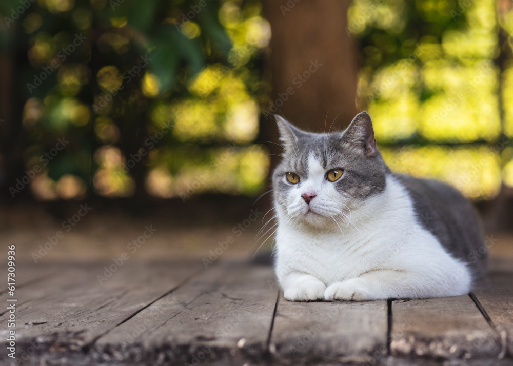 Scottish fold cat lying on wooden floor. blue Tabby cat sitting in house. Cute pet look something with blurred background. Scottish fold cat lying on wooden floor. blue Tabby cat sitting in house. Cute pet look something with blurred background.