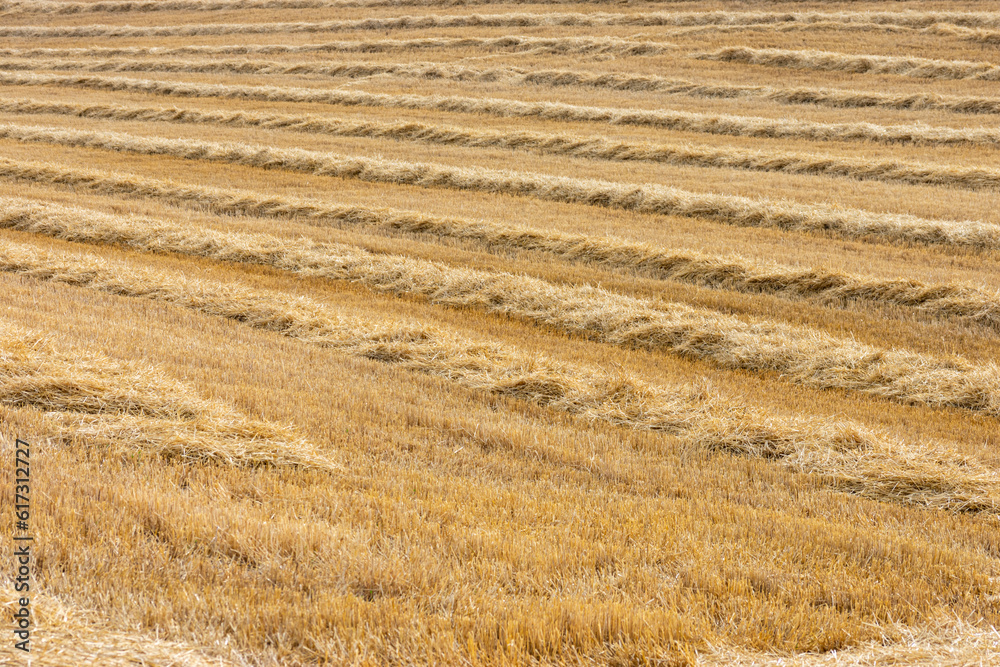 yellow wheat field mowed after harvest yellow wheat field mowed after harvest
