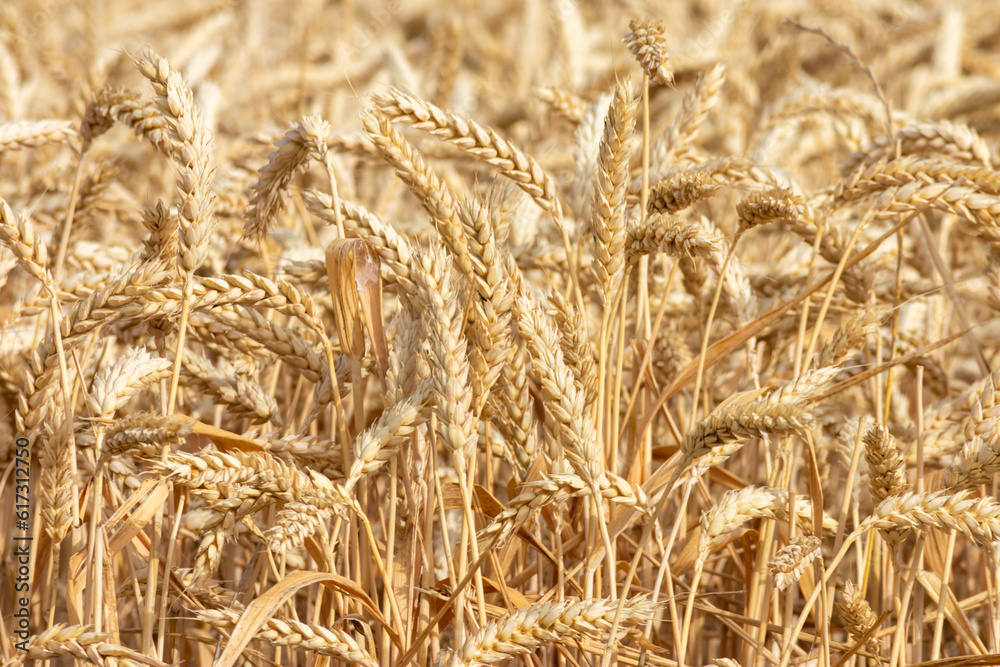 yellow ears of wheat in the field yellow ears of wheat in the field