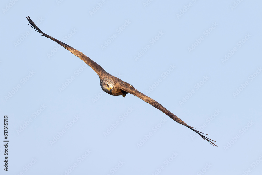 A black kite (Milvus migrans) in flight. A black kite (Milvus migrans) in flight.