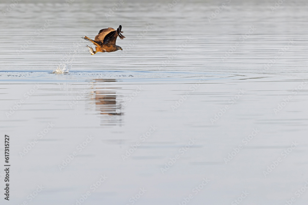 A black kite (Milvus migrans) flying and cathing a fish. A black kite (Milvus migrans) flying and cathing a fish.