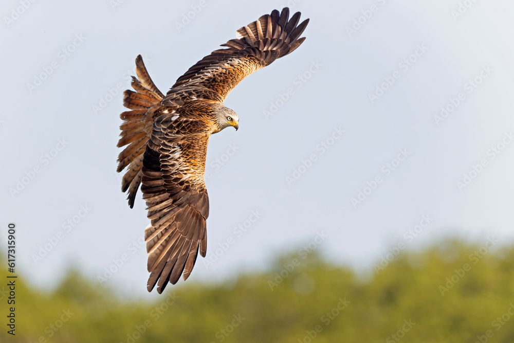 Fototapeta premium A red kite (Milvus milvus) in flight.