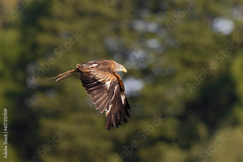 A red kite  Milvus milvus  flying and holding a fish.