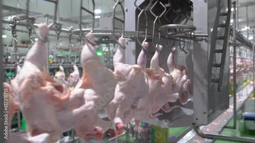The chicken on conveyor rail come to water spray cleaning in slaughter house.