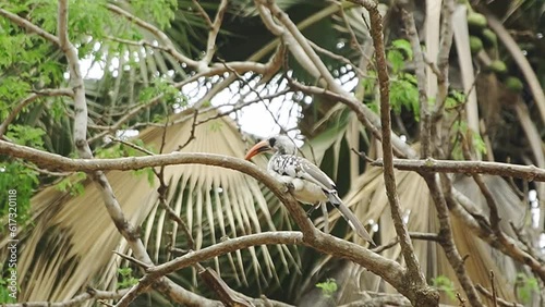 The Red Billed Hornbill resting in a tree in the West African forest. photo